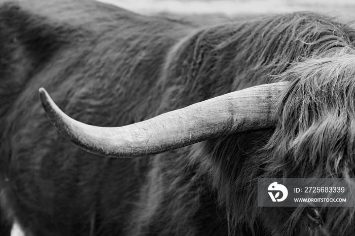 taureau vache corne gros plan tête