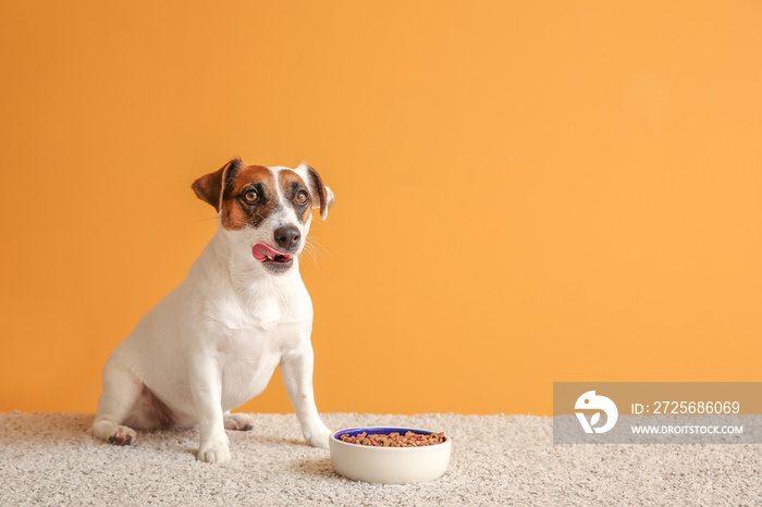 Cute Jack Russell Terrier with dry food in bowl on color background