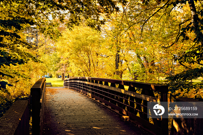 加拿大安大略省尼亚加拉地区充满活力的黄色秋叶的人行天桥