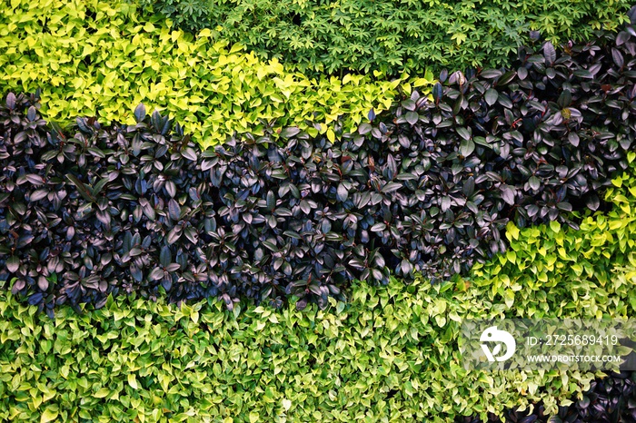 A living green planted wall (vertical garden)