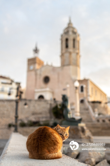猫坐在西班牙锡切斯一座古老教堂和地标前的岩石上。圣巴托姆教堂