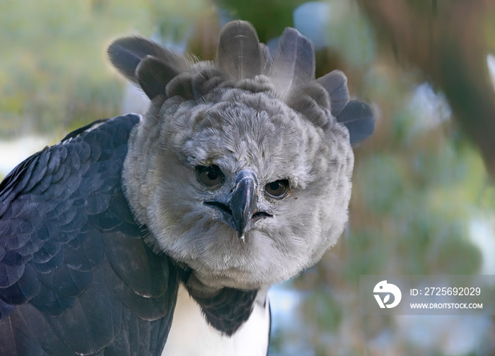 Close-up view of a Harpy eagle (Harpia harpyja)