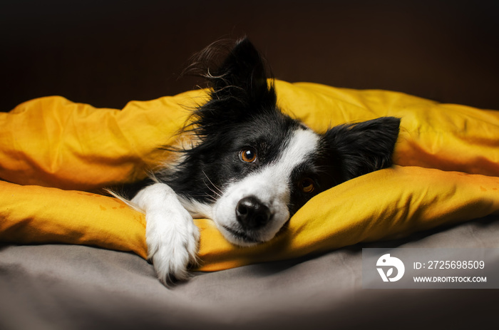 可爱的宠物照片亮黄色背景边境牧羊犬在床上晒太阳