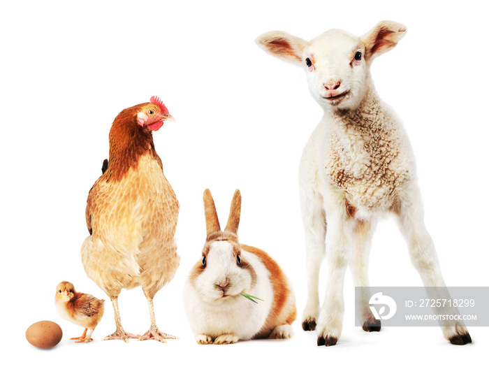 羊羔，兔子，母鸡，小鸡和蛋