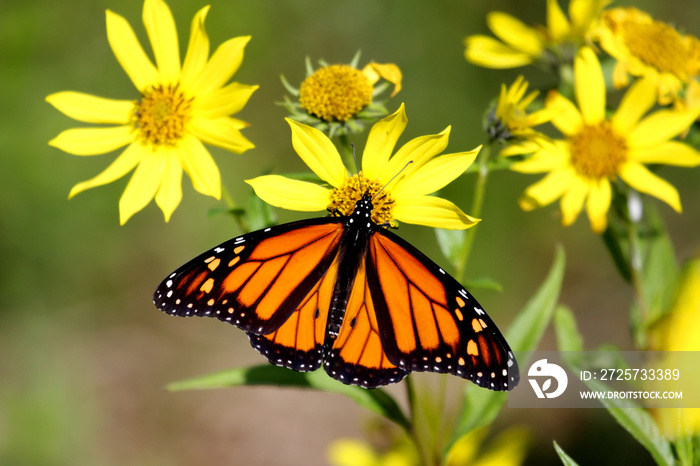 在林地向日葵上的帝王蝶(danaus plexippus)