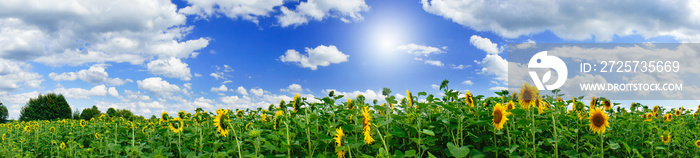 Golden sunflowers plantation.