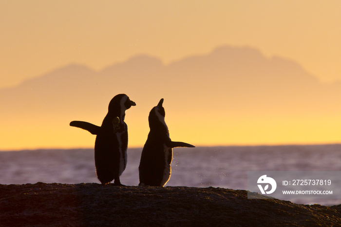 非洲企鹅夫妇在日落