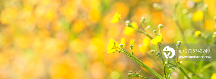 Blumenwiese im Sommer  -  Hintergrund