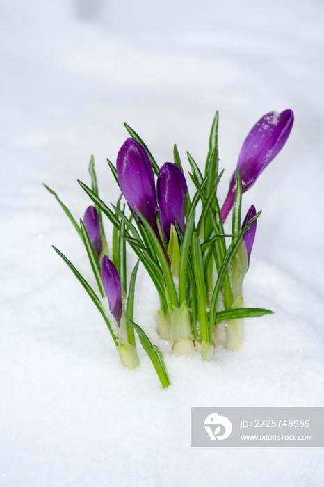 春天花在雪地里