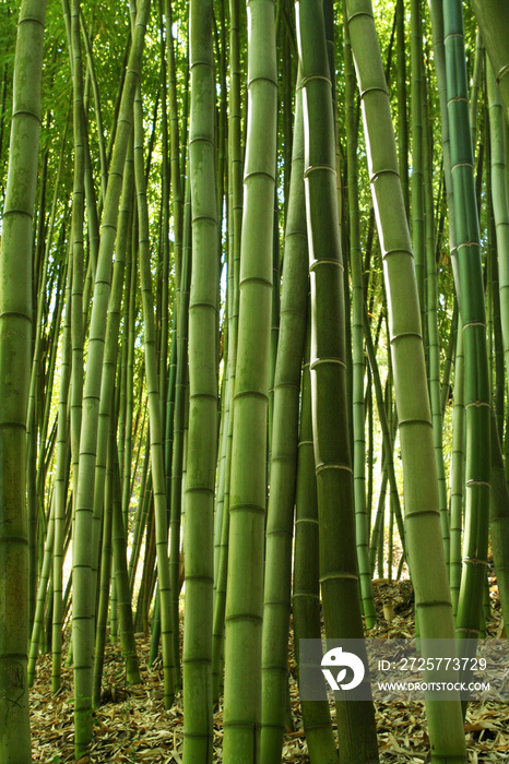 bamboo forest