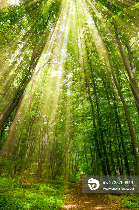 Waldweg