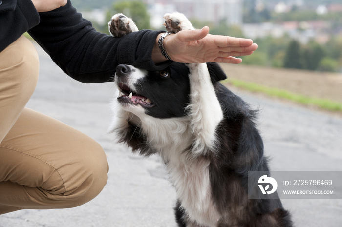 Versteckspiel mit边境牧羊犬