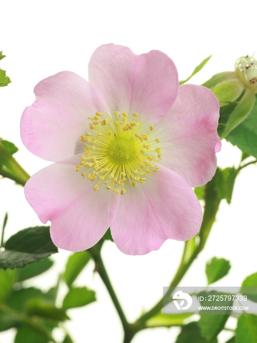 红玫瑰(Rosa eglanteria)