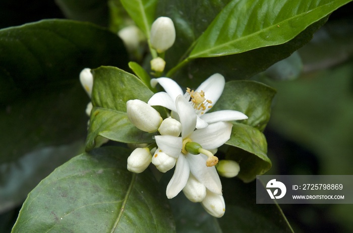 Orange Tree flower