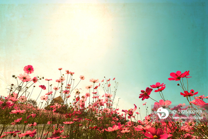 Landscape vintage nature background of cosmos flower field with sunlight blue sky. vintage color ton