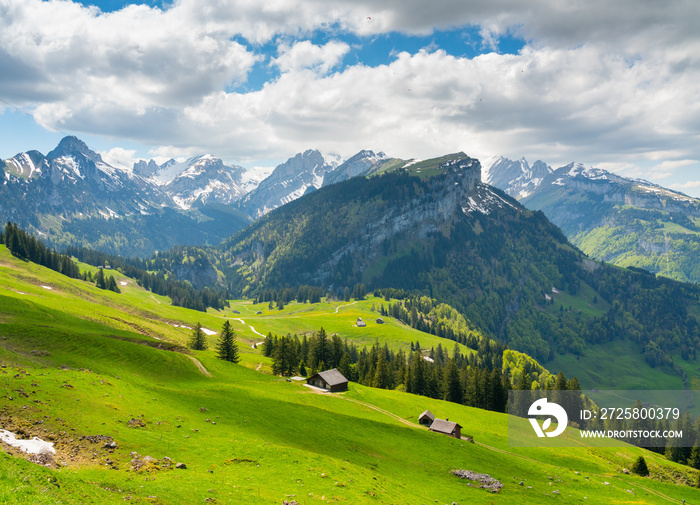 alpine meadow in the mountains