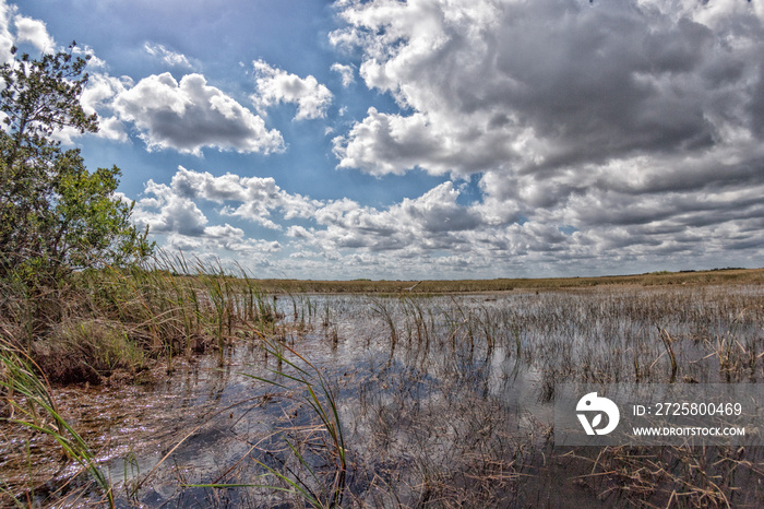 florida everglades view panorama landscape from airboat
