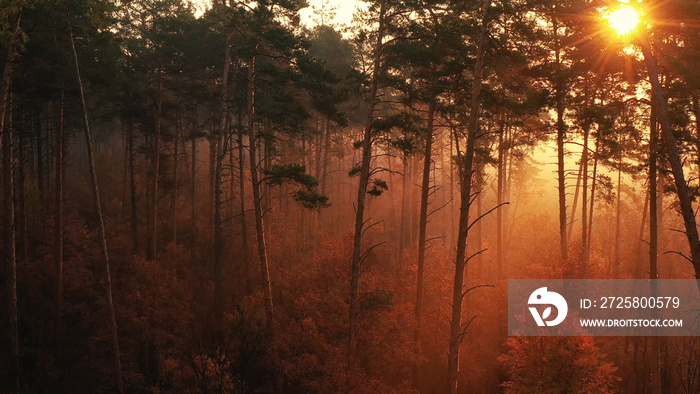 A purple, warm sunset in the autumn forest.