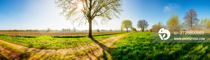 Landschaft im Frühling mit Feldweg und Baum bei Sonnenschein