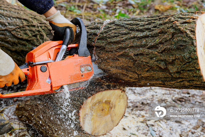 Tree felling with a large chainsaw cutting into tree trunk motion blur sawdust and chippings an upro