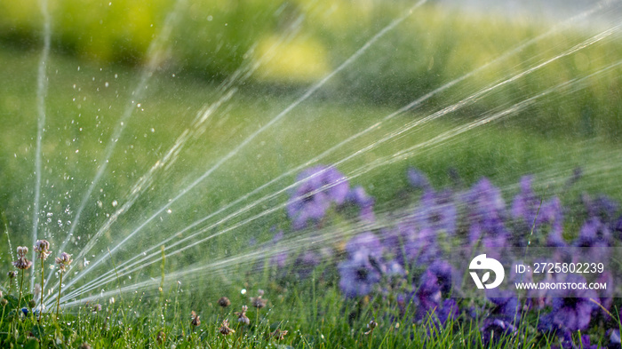 automatic sprinkler system watering the lawn on a background of green grass