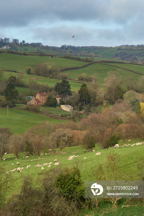 Sheep and lambs in lush green fields of the Woolley Valley, an Area of Outstanding Natural Beauty in