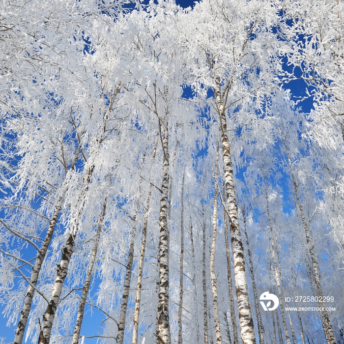 Birch trees in rime on a clear winter day