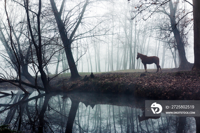 Foggy landscape of a horse inside a swampy forest in a dark and mysterious environment. Morning scen
