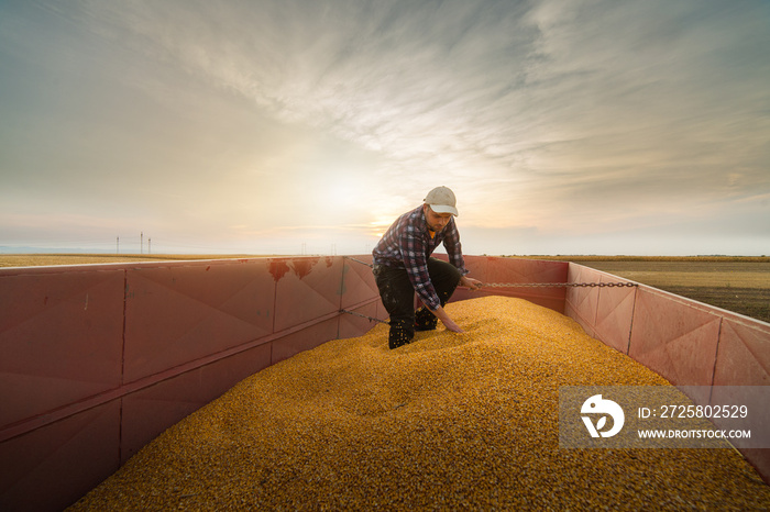 Farmer looking at corn grains in tractor trailer