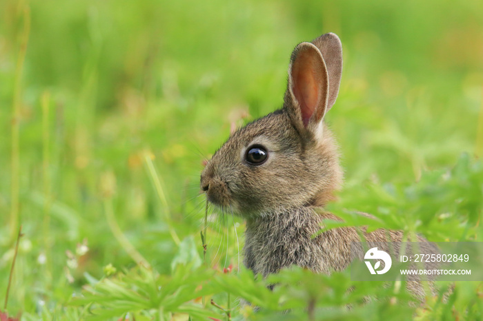 野兔子宝宝（Oryctolagus cuniculus）坐在田野里。