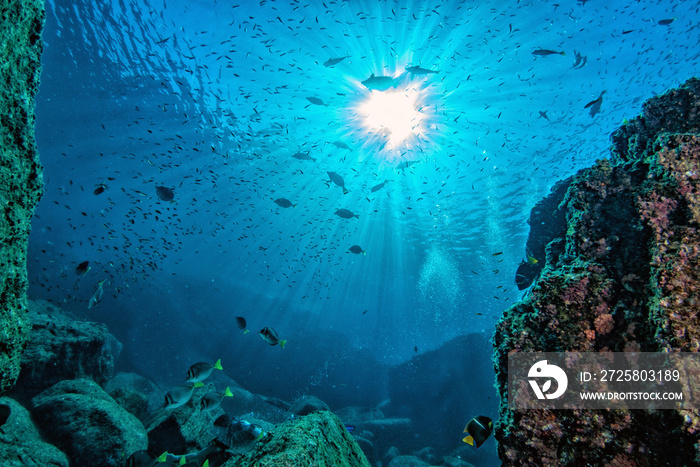 diving in colorful reef underwater in mexico cortez sea