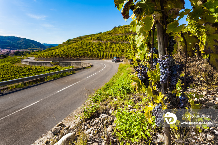 Vignobles de Tain l’Hermitage, côtes du Rhône, route des vins, France 