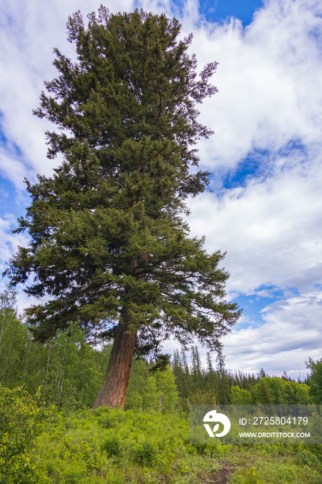 Tall Douglas Fir tree