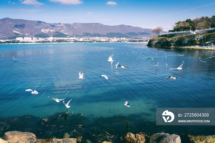 White gulls flying over the sea in the bay overlooking the city. Beautiful seascape and summer trave