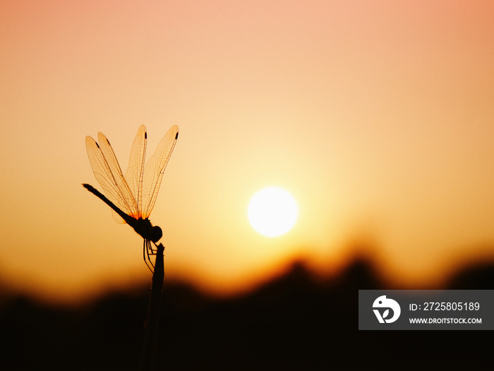 dradonfly with sunset