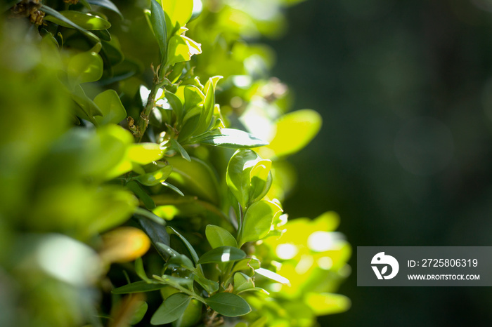 在阳光明媚的日子里，黄杨灌木树叶和小绿叶的特写。装饰性园艺，copyspa