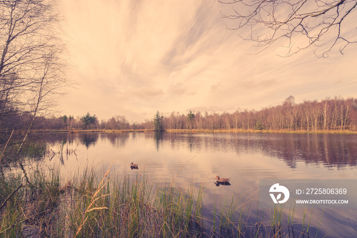 Idyllic lake scenery with lure ducks