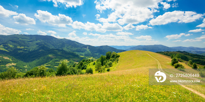 path through the meadow in mountains. sunny summer landscape of carpathian countryside. white fluffy