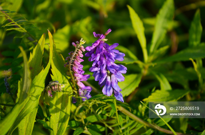 草地上的紫薇（Vicia cracca）