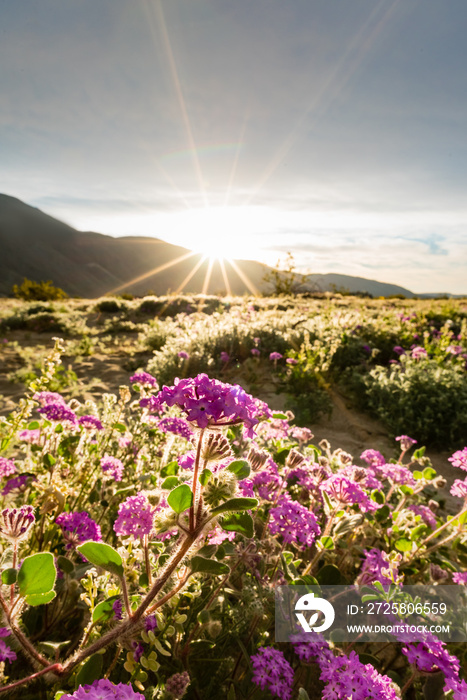 科罗拉多沙漠中的沙马鞭草，太阳从山上升起。