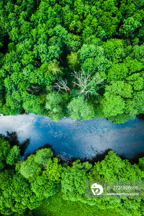 Green forest and blue river in Tuchola natural park