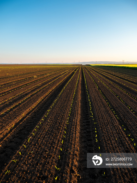 Green corn maize plants on a field. Agricultural landscape