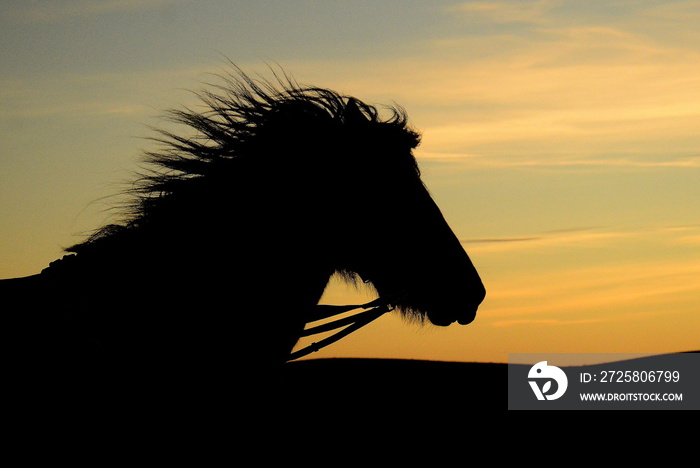 silhouette of horse at sunset