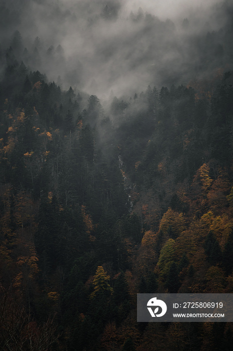 雾中神秘的黑山森林