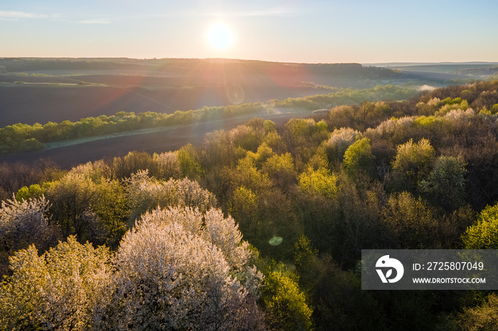 Aerial view of woodland with fresh green trees in early spring at sunset