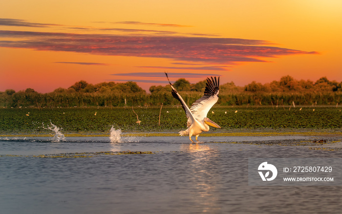 日落时的鹈鹕在多瑙河三角洲溅水起飞