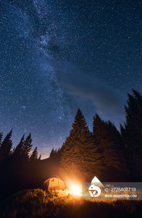 Bright night sky is strewn with stars and Milky Way. Silhouettes of huge fir trees add magic to the 