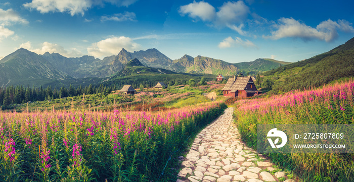 山景，塔特拉山脉全景，波兰色彩鲜艳的花朵和加西尼科瓦的小屋