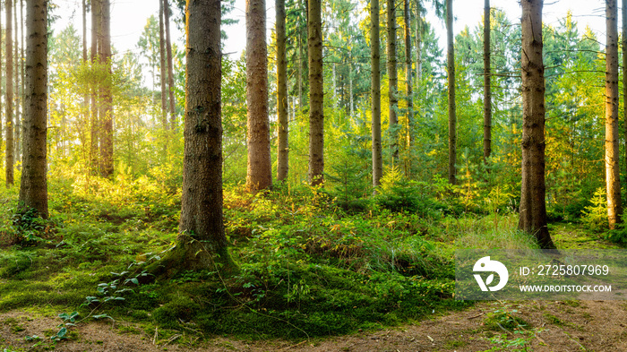 A wonderful morning in a forest with bright sunlight in the background