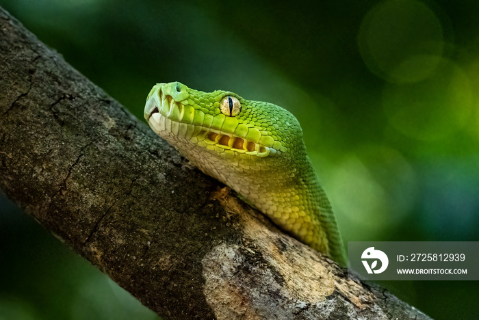 Green Tree Python climbing a tree. The green tree python scientific name is Morelia Virdis and is fo